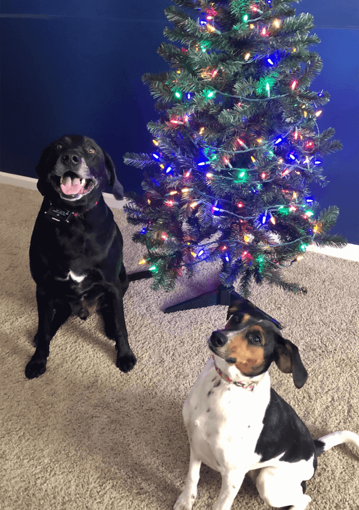 Patrick Fitzgerald + Christmas + dogs