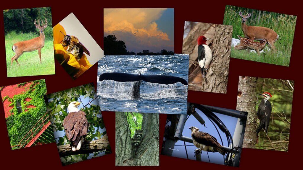 collage of mary's photography