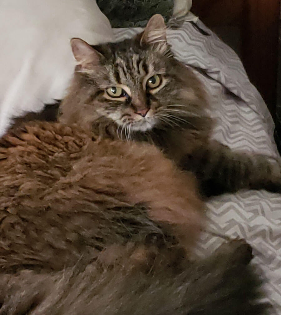 Rose Mary's cat Tiger Lilly