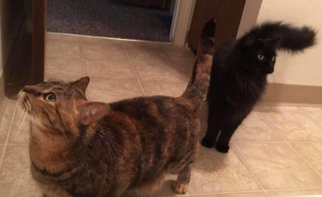 Makenzies cats Nellie 