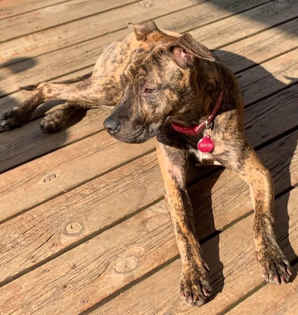 Makenzies dog Athena