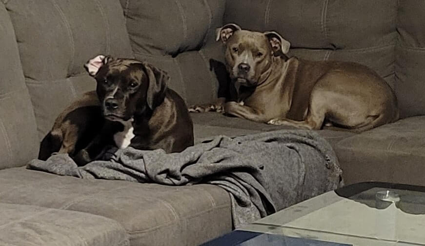 Cassandra's dogs - Aoife & Caoimhe